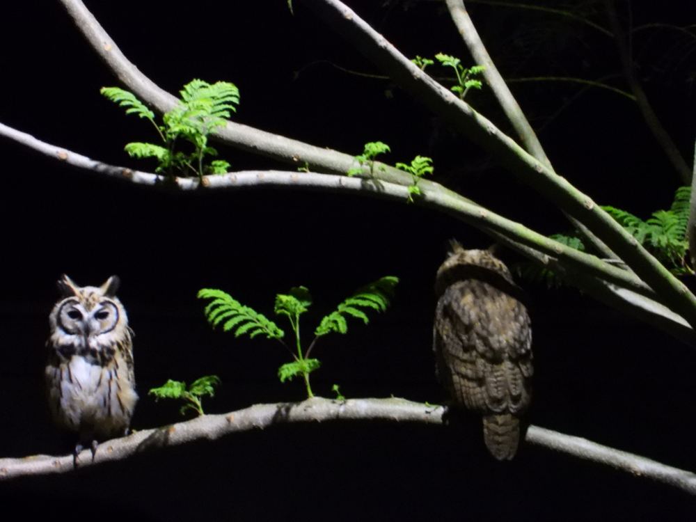 Dos búhos posados en una rama de noche