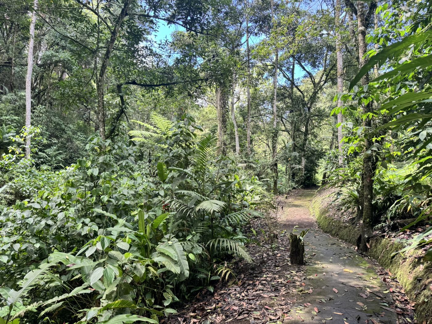 Bosque del corredor biológico