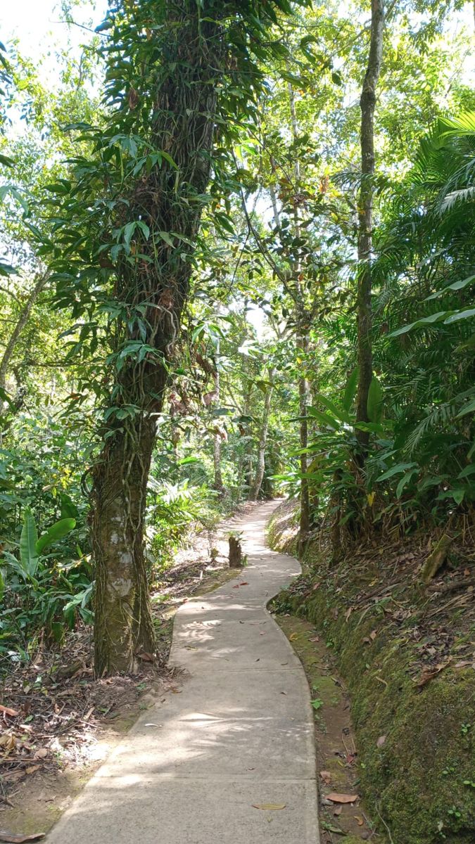 Sendero de concreto que se adentra en el bosque